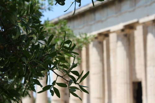 ancient marble temple greece and olive tree