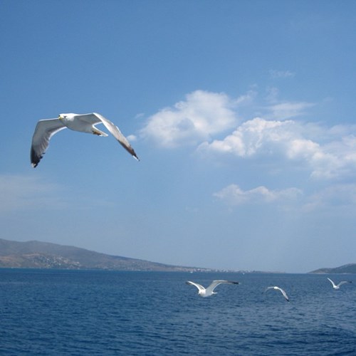 agistri gull flying