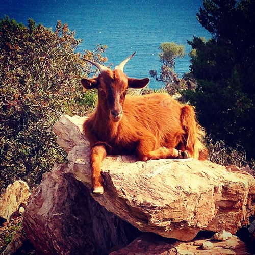 Goat at the beach
