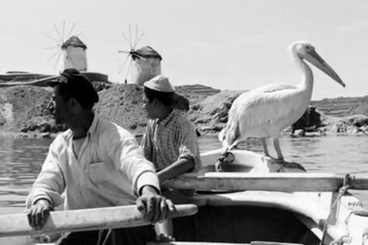 petros and the windmills of Mykonos