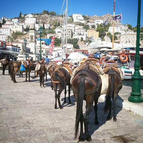 donkeys transport at idra
